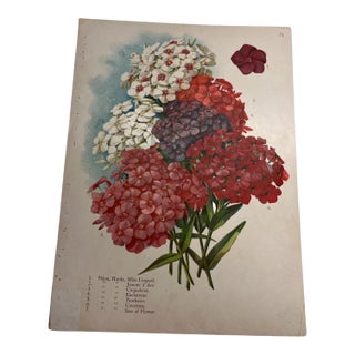 Antique Botanical Phlox Print For Sale