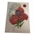 Antique Botanical Phlox Print For Sale