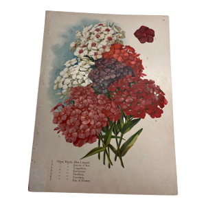 Antique Botanical Phlox Print