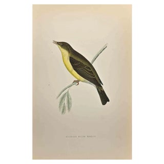 Alexander Francis Lydon, Melodious Willow Warbler, Woodcut Print, 1870 For Sale