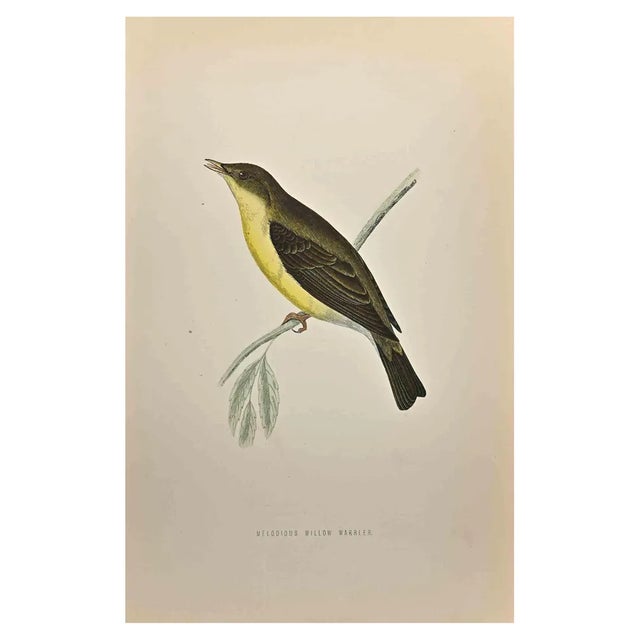 Alexander Francis Lydon, Melodious Willow Warbler, Woodcut Print, 1870 For Sale