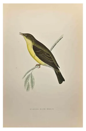 Alexander Francis Lydon, Melodious Willow Warbler, Woodcut Print, 1870