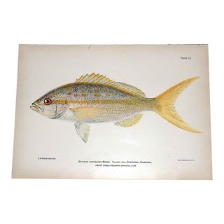 Authentic Antique 19th Century Tropical Fish Lithograph For Sale