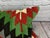Turkish 16 x 24 Kilim Pillow Turkish Anatolian Alchemy Comfort Pillow Cushion Cover For Sale - Image 3 of 4