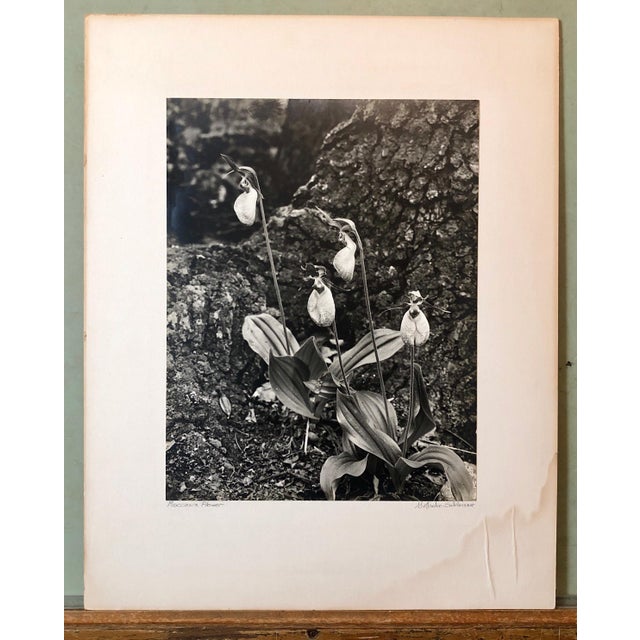 Printmaking Materials Samuel Gottscho, Vintage Silver Gelatin Signed Photograph Samuel Gottscho Garden Flowers Photo NY For Sale - Image 7 of 7