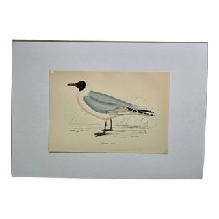 Antique Hand Colored Bird Print Showcasing a Majestic Masked Gull - Circa 1888 For Sale
