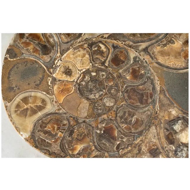 15th Century & Earlier Large Ammonite Fossil Specimen For Sale - Image 5 of 8
