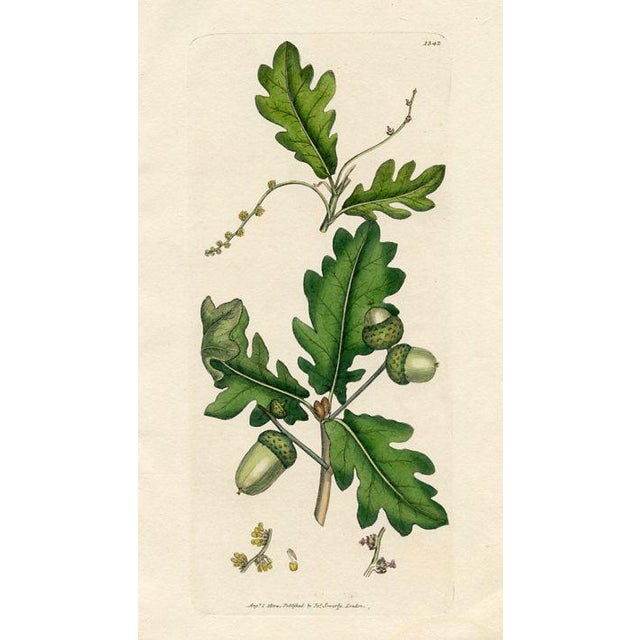 Antique Tree Prints by Sowerby, Set of 6, Early 1800s, Original Hand Colored Engravings, England, First Edition For Sale - Image 4 of 7