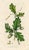 Antique Tree Prints by Sowerby, Set of 6, Early 1800s, Original Hand Colored Engravings, England, First Edition For Sale - Image 4 of 7