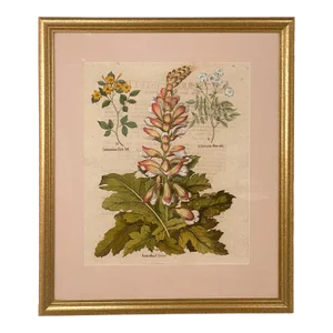 Basilius Besler, 17th Century Botanical Engraving, Published Nuremburg, 1640