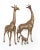 Hollywood Regency Large Brass Giraffes - a Pair For Sale - Image 12 of 13