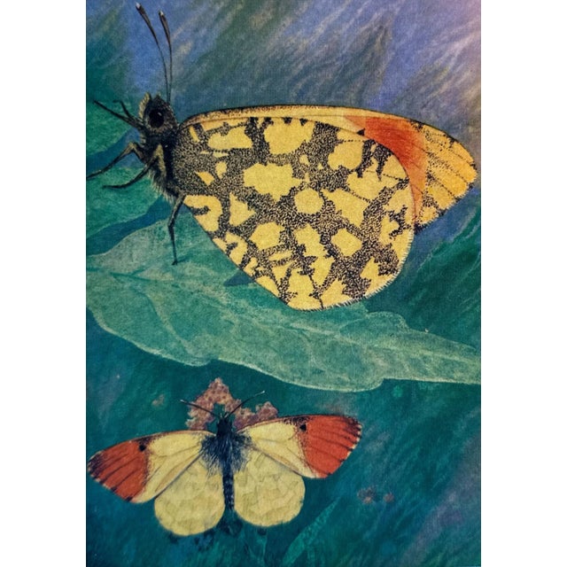 Set of 16 - 1980's Framed Original Butterflies Prints For Sale - Image 9 of 13