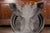 English 1880s Terracotta Hog Head Mounted on New Custom Circular Iron Frame For Sale In Atlanta - Image 6 of 12
