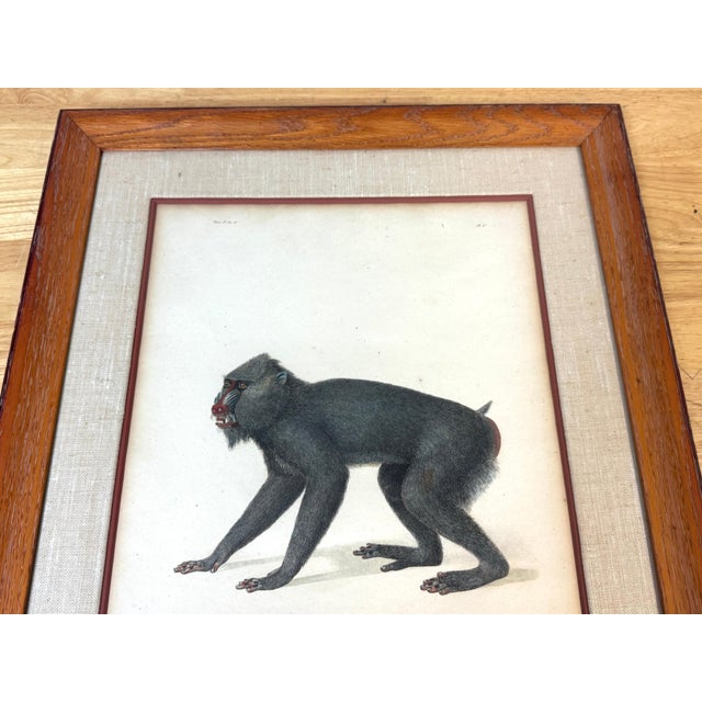 Brown Set of 4 Hand-Colored French Primate Engravings by Jean-Baptiste Audebert For Sale - Image 8 of 18