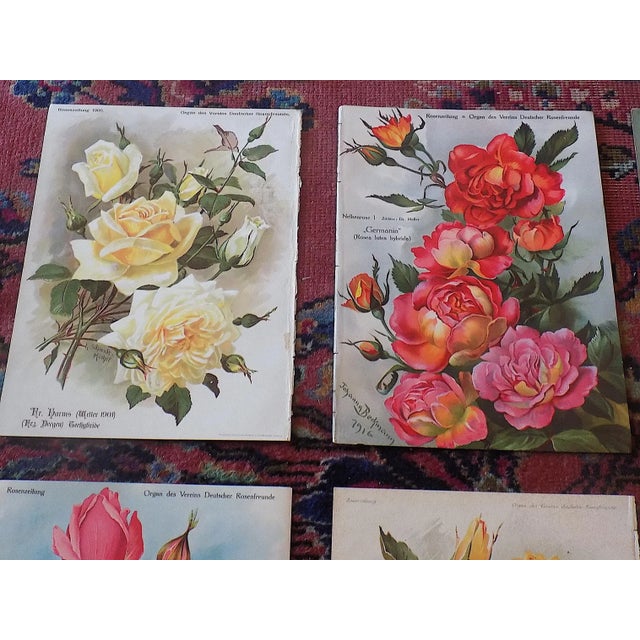 Antique Botanical Lithographs of Roses - Set of 12 For Sale - Image 4 of 9