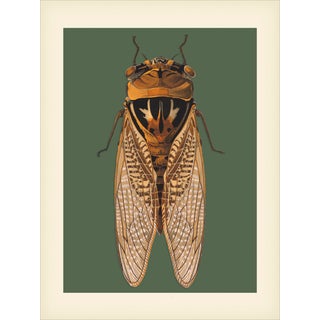 Bugs by Seguy Print #1 Reproduction For Sale