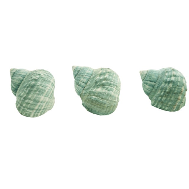 Nautical Aqua Turbo Shells – Set of 3 For Sale - Image 3 of 5