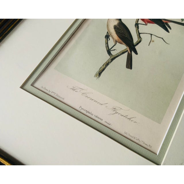 Antique Hand-Colored Litghograph , "The Crowned Flycatcher" C. 1853 For Sale - Image 12 of 18
