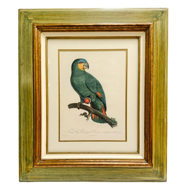 A striking pair of large, professionally framed French lithographs after the renowned 18th-century natural history artist...