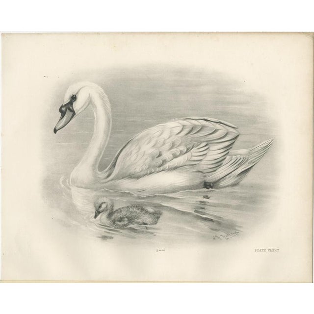 After Lilian Medland, Mute Swan and Cygnet, 1909, Print For Sale - Image 3 of 9