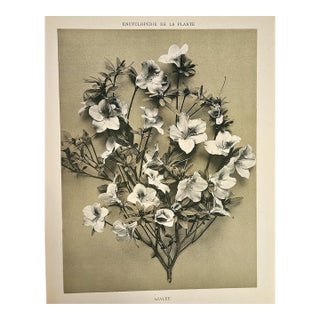 1902 Antique French Botanical Photographic Lithograph, the Azaela, With Documentation For Sale