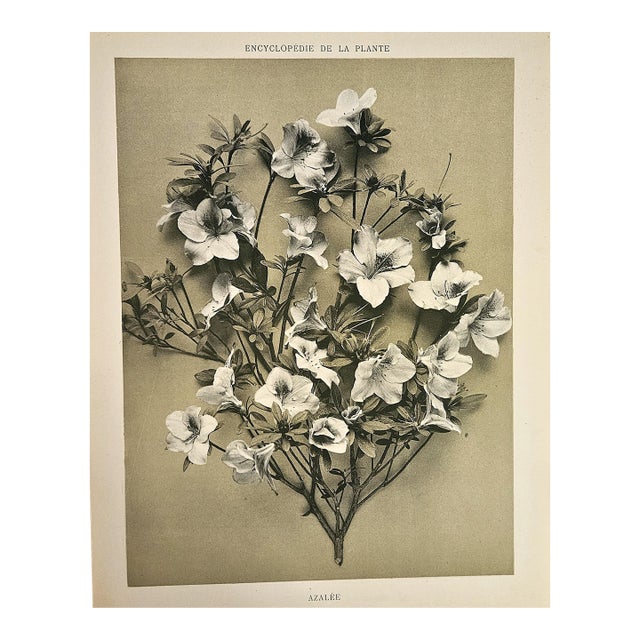 1902 Antique French Botanical Photographic Lithograph, the Azaela, With Documentation For Sale