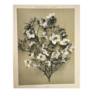 1902 Antique French Botanical Photographic Lithograph, the Azaela, With Documentation
