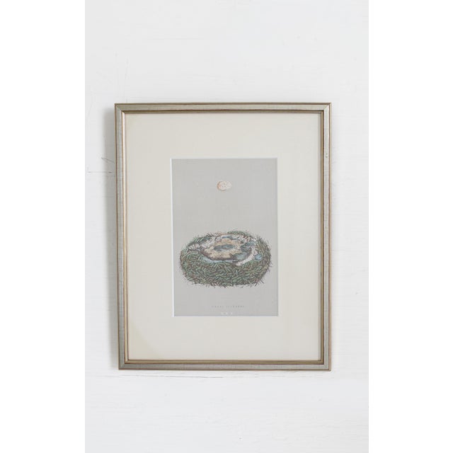 A charming and highly decorative set of ten 19th century English hand-colored engravings depicting bird eggs and nests,...