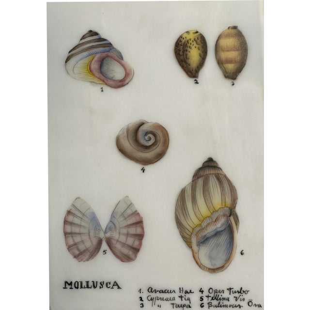 Vintage Mid-Century Modern Box Lamp With 19th Century Style Sea Shell Illustration Decoration For Sale - Image 6 of 11