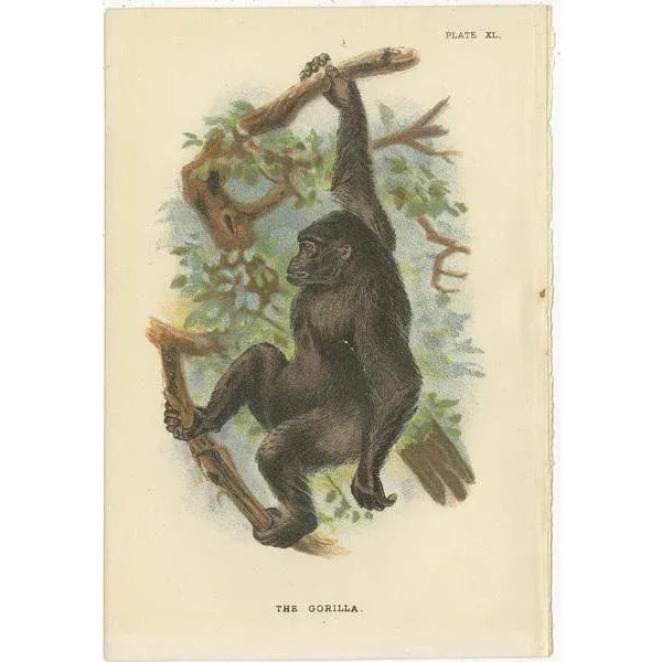 Set of eight antique prints: Title: 'The Gorilla - The Bald Chimpanzee - White Crowned Mangabey - St. John's Macaque - The...