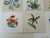 Hand-Painted Botanical Ceramic Tiles by Josef Frank, Meissen, Germany, 1960, Set of 9 For Sale - Image 6 of 15