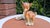 Porcelain Bambi Fawn Table Lamp from Goebel, 1950s For Sale - Image 9 of 9