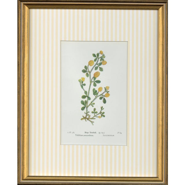 1910s Circa 1910 Alpine Flower, Four Botanical Miniatures Framed - Set of 4 For Sale - Image 5 of 6