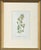 1910s Circa 1910 Alpine Flower, Four Botanical Miniatures Framed - Set of 4 For Sale - Image 5 of 6