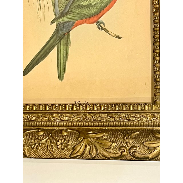 Early 20th Century Framed J. Gould Bird Prints in Ornate Gilt Frames - a Pair For Sale - Image 17 of 18