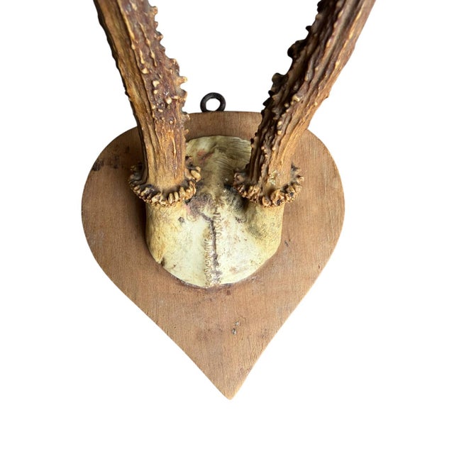 Roe Deer Trophy mounted on a heart shaped wood plaque. 8"H x 4.25"W x 6"D