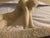 Vincent Glinsky the Awakening Stone Composite Sculpture Off-White Marble 7x11.5x3 For Sale In South Bend - Image 6 of 10