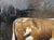 Matthew Paoletti "How Now" Contemporary Naturalistic Rural Animal Painting of a Brown Cow, 2022 For Sale - Image 4 of 10