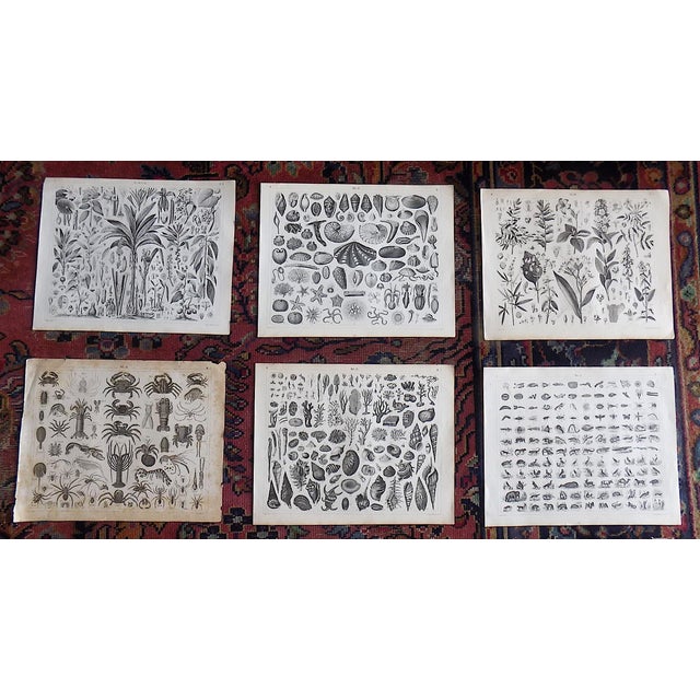 Black Antique 19th Century Sea Shell, Botanical & Crustacean Stone Lithographs - Set of 6 For Sale - Image 8 of 8