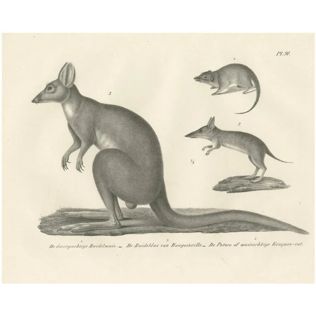 C.C. G. Zool., Marsupials Showing the Potoroo and Kangaroo Rat, 1836, Lithograph For Sale - Image 10 of 10