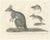 C.C. G. Zool., Marsupials Showing the Potoroo and Kangaroo Rat, 1836, Lithograph For Sale - Image 10 of 10