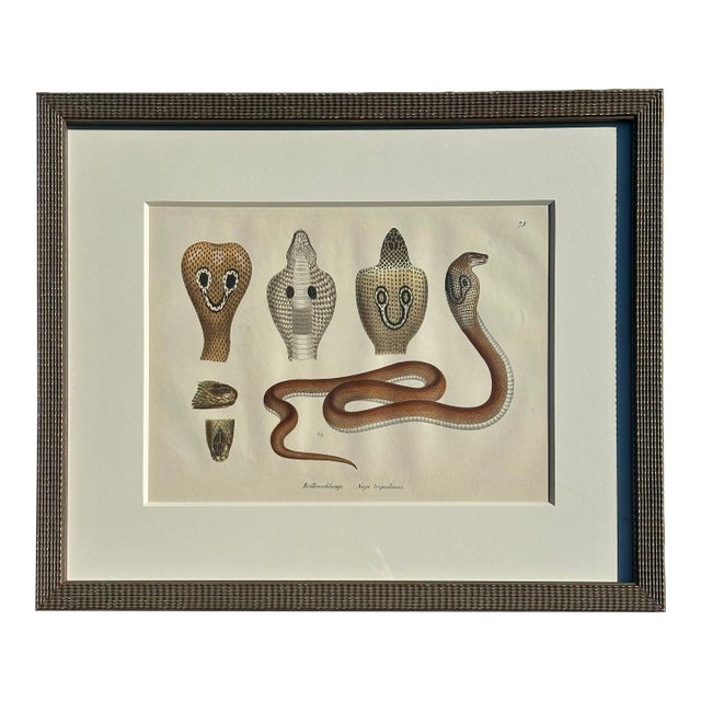 Early 19th Century Cobra Snake Print by Schinz, Custom Framed For Sale