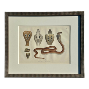Early 19th Century Cobra Snake Print by Schinz, Custom Framed