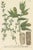 Antique botany print titled 'Macer arbor - Majorana annua seu Samsuchus (\.)'. Old botanical print showing various plants...