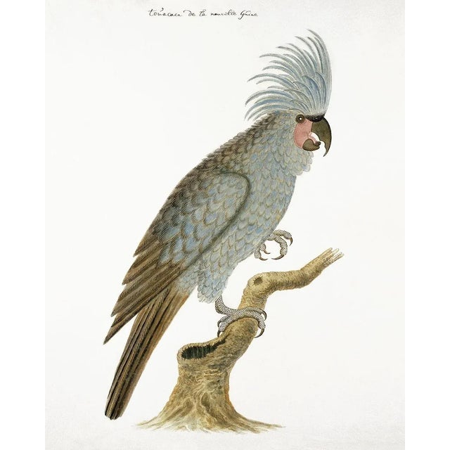Reproduction Cockatoo Bird Print For Sale
