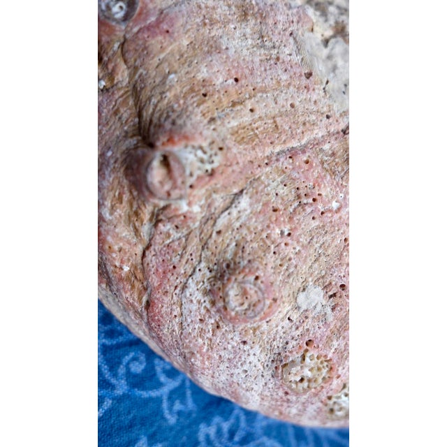 Red Abalone Shell, Coralized For Sale - Image 17 of 17