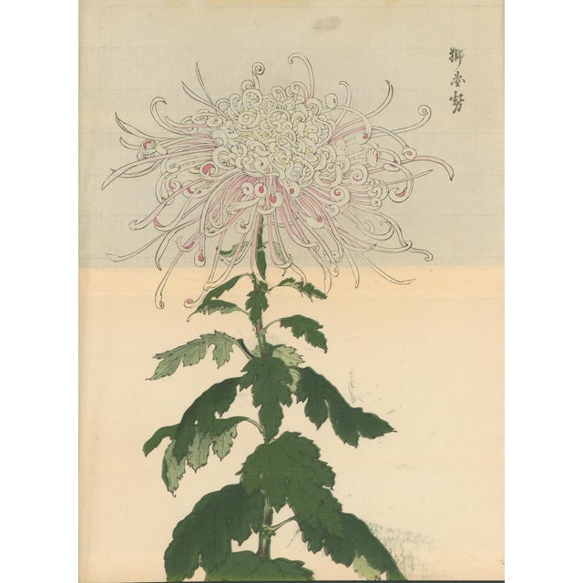Original Japanese color woodblock botanical print by Hasegawa Keika from Keika Hyakugiku (One Hundred Chrysanthemums), a...