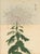 Original Japanese color woodblock botanical print by Hasegawa Keika from Keika Hyakugiku (One Hundred Chrysanthemums), a...
