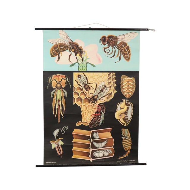 Large Vintage The Honeybee School Chart, 1968 For Sale - Image 14 of 14