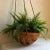 Mid 20th Century 1970s Rattan Hanging Basket Planter For Sale - Image 5 of 13